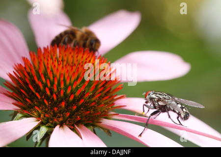 Feshfly, Chair-fly, marbré gris-mouche à viande (Sarcophaga carnaria), une fleur d'échinacée, de l'Allemagne, la Bavière Banque D'Images