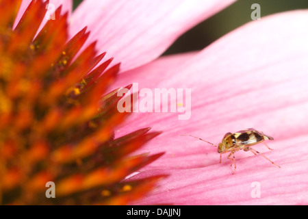 Punaise miride, (Miridae), sur une fleur d'échinacée, de l'Allemagne, de Bavière, Eckental Banque D'Images