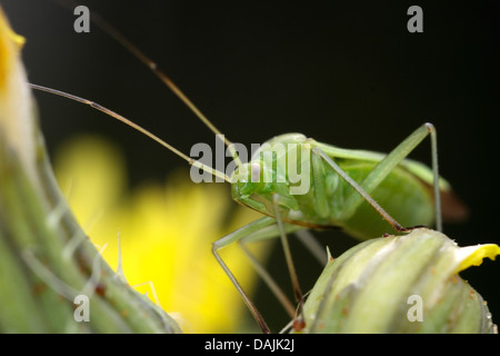 Punaises mirides (Oncotylus punctipes), sur flowerbud, Germany Banque D'Images