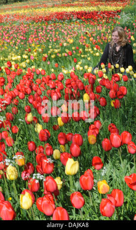 Une jeune femme est assise dans un champ de tulipes en fleurs sur l'île de Mainau sur le lac de Constance, Allemagne, 15 avril 2011. Photo : Patrick Seeger Banque D'Images