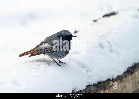 Rougequeue noir (Phoenicurus ochruros), homme assis dans la neige, l'Allemagne, la Bavière Banque D'Images