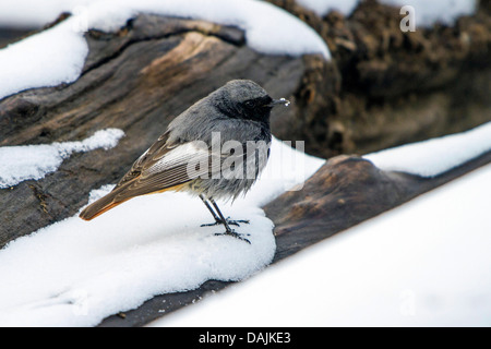 Rougequeue noir (Phoenicurus ochruros), homme assis dans la neige sur le bois mort, l'Allemagne, la Bavière Banque D'Images