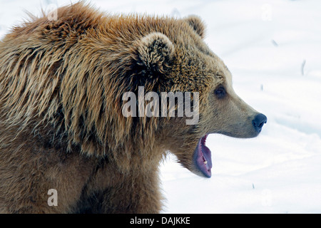 L'ours brun (Ursus arctos arctos), hurlements dans la neige Banque D'Images