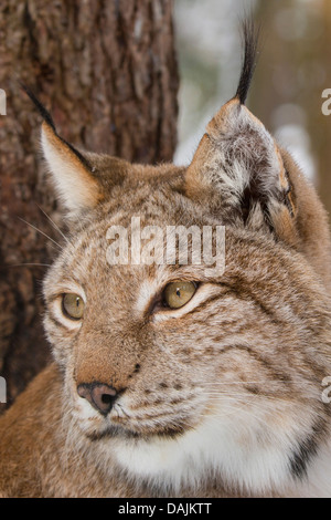 Lynx roux (Lynx rufus), portrait Banque D'Images