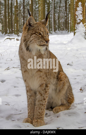 Lynx roux (Lynx rufus), en hiver dans une forêt Banque D'Images