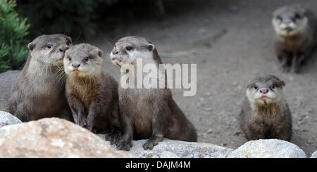 Une famille d'origine asiatique les Loutres Cendrées oriental avec leurs trois petits jouent dans leur enclos au zoo de Heidelberg, Allemagne, 28 mars 2011. Photo : Ronald Wittek Banque D'Images