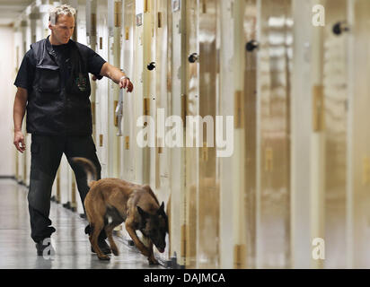 Sheepdog Gina va sur une patrouille de la drogue dans la prison d'Ossendorf, Cologne, Allemagne, 15 avril 2011. Les chiens spécialement formés de la Rhénanie-du-chèques pour les drogues et les prisons a été en service pendant un an. Il s'agit maintenant de décider si le chien va rester. Photo : Oliver Berg Banque D'Images