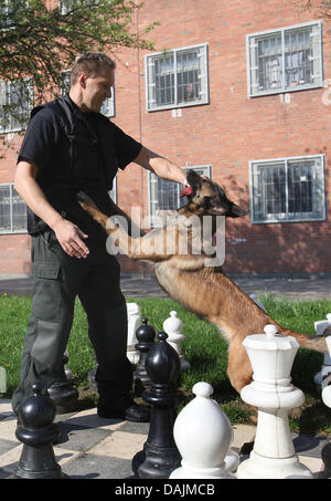 Sheepdog Gina va sur une patrouille de la drogue dans la prison d'Ossendorf avec chien keeper Darius Szeliga à Cologne, Allemagne, 15 avril 2011. Les chiens spécialement formés de la Rhénanie-du-chèques pour les drogues et les prisons a été en service pendant un an. Il s'agit maintenant de décider si le chien va rester. Photo : Oliver Berg Banque D'Images