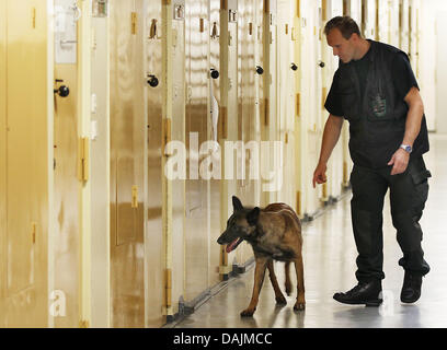 Sheepdog Gina va sur une patrouille de la drogue dans la prison d'Ossendorf, Cologne, Allemagne, 15 avril 2011. Les chiens spécialement formés de la Rhénanie-du-chèques pour les drogues et les prisons a été en service pendant un an. Il s'agit maintenant de décider si le chien va rester. Photo : Oliver Berg Banque D'Images