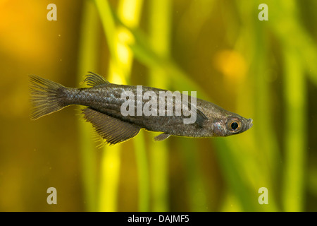 Nigrimas medakafish, noir medaka (Oryzias nigrimas), homme avec coloration nuptiale Banque D'Images