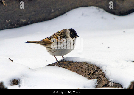 Bruant des roseaux (Emberiza schoeniclus), homme dans la neige, l'Allemagne, la Bavière Banque D'Images