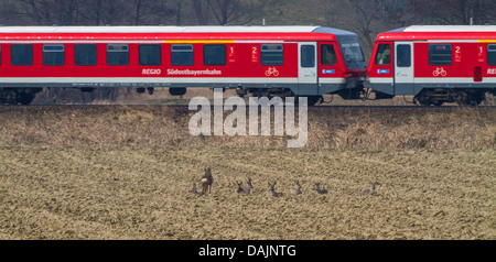 Le chevreuil (Capreolus capreolus), groupe reposant sur un champ en face d'un train qui passe, l'Allemagne, la Bavière Banque D'Images