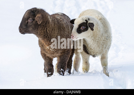 Le mouton domestique (Ovis ammon f. bélier), noir et blanc dans la neige, agneaux, Allemagne Bavière Banque D'Images