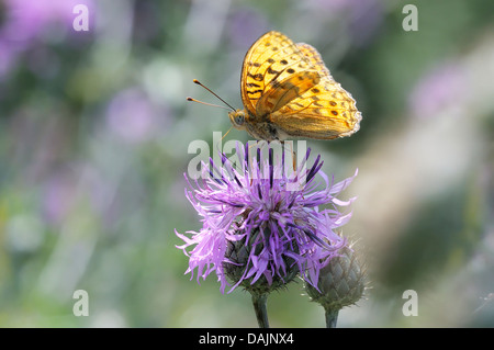 Un papillon sur une fleur Banque D'Images