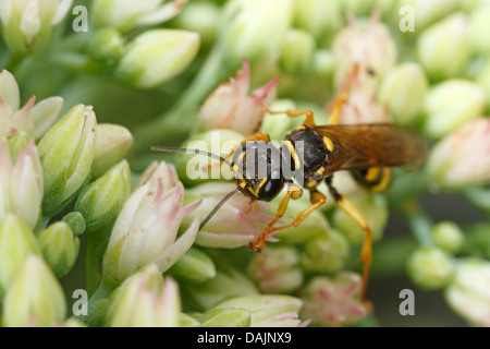 Domaine digger wasp (Mellinus arvensis), boissons de nectar de fleur, un Sedum Allemagne, Bavière Banque D'Images