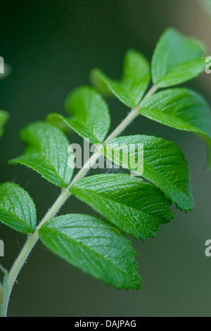 Rugosa rose, rose (Rosa rugosa japonais), feuille, Allemagne Banque D'Images