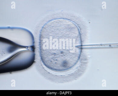 (Dossier) - Un fichier photo du DPA 09 février 2009 montre une image microscopique d'un ovule humain d'être percé par une aiguille d'injection dans un laboratoire à Dresde, Allemagne. Le diagnostic génétique préimplantatoire est un sujet controversé en Allemagne. Photo : Ralf Hirschberger Banque D'Images