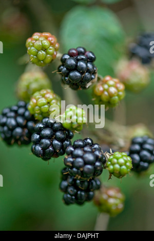 Blackberry arbustives (Rubus fruticosus), branche avec fruits, Allemagne Banque D'Images