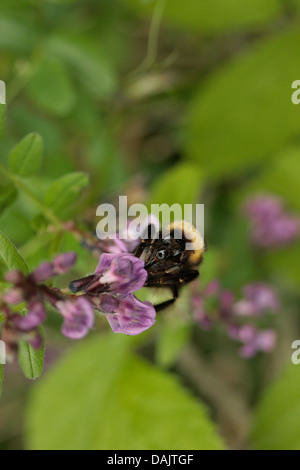 Alimentation nectar de bourdon de la vesce fleurs. Banque D'Images