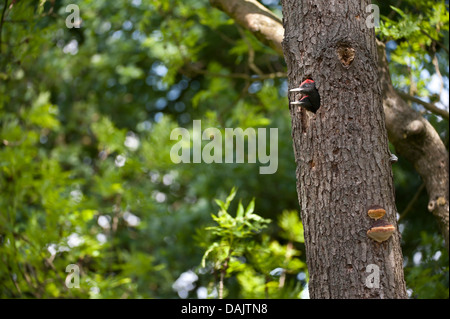 Pic noir (Dryocopus martius), deux jeunes oiseaux à la recherche d'un arbre, trou-du-Nord - Westphalie, Allemagne Banque D'Images