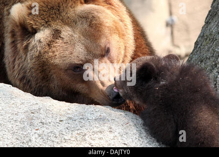 L'un des deux jeunes ours brun Kamtschatka né dans le Tierpark Hagenbeck (PARC) en janvier explore son boîtier avec sa mère à Hambourg, Allemagne, 29 avril 2011. Le bébé ours brothers sont nés le 24 janvier 2011 et pesait 400 grammes et d'après le parc, c'est la première fois que l'élevage des espèces en Kamtschatka ours brun a été un succès à l'extérieur du Banque D'Images