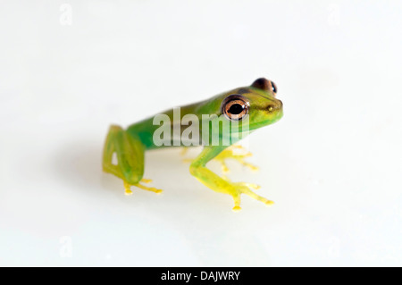 Les jeunes de chaux de l'orénoque (Rainette Sphaenorhynchus lacteus) Banque D'Images