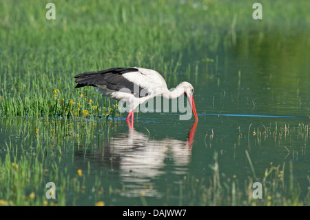 Cigogne Blanche (Ciconia ciconia) en quête de nourriture Banque D'Images