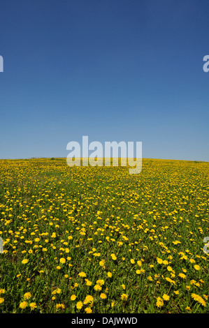 Pissenlit (Taraxacum fleurs de prairie) contre un ciel bleu Banque D'Images