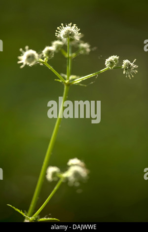 Sanicle Sanicula europaea (bois), l'inflorescence, Allemagne Banque D'Images