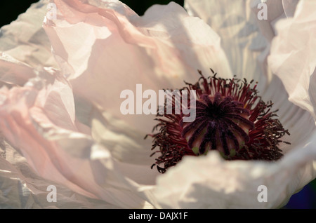 White Pavot d'Orient (Papaver orientale hybride), détail d'une fleur Banque D'Images