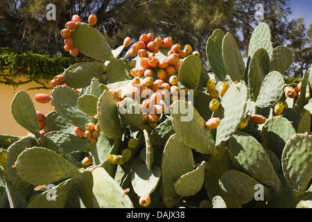 Le figuier de Barbarie (Opuntia humifusa) avec des fruits Banque D'Images