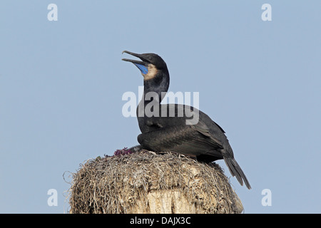 Des adultes reproducteurs de la Brandt cormoran sur un port poster Banque D'Images