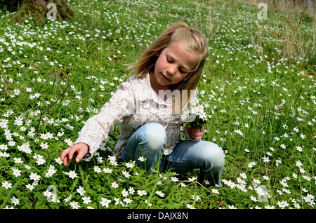 Fille, 7 ans, choisir le bois des anémones (Anemone nemorosa) Banque D'Images