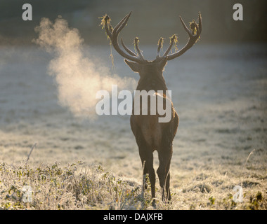 Red Deer (Cervus elaphus), stag roaring tôt le matin, captive Banque D'Images