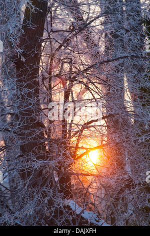 Matin sun shining through branches couvertes de givre Banque D'Images