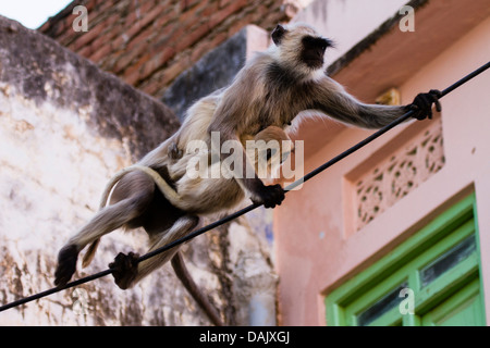 Langur commun ou Singe Hanuman (Semnopithecus Animaux singe) à Pushkar, Rajasthan, India Banque D'Images