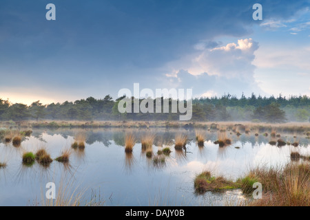 Brume sur le lac sauvage après la pluie, Fochteloerveen, Drenthe Banque D'Images