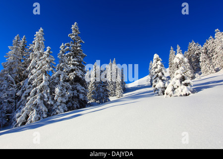 L'épinette de Norvège (Picea abies), sapins couverts de neige dans les Alpes Suisse, Suisse Banque D'Images