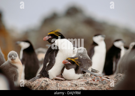 Pingouins (Eudyptes chrysolophus Macaroni), paire sur un nid Banque D'Images