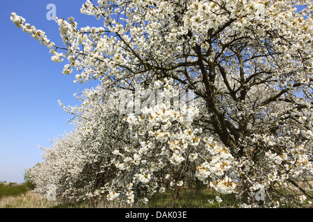 De cerise sauvage, cerise, gean, le merisier (Prunus avium), arbres fruitiers, verger blowering Belgique, Brussel Banque D'Images