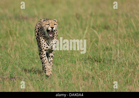 En cours d'exécution, le bâillement Guépard (Acinonyx jubatus) Banque D'Images