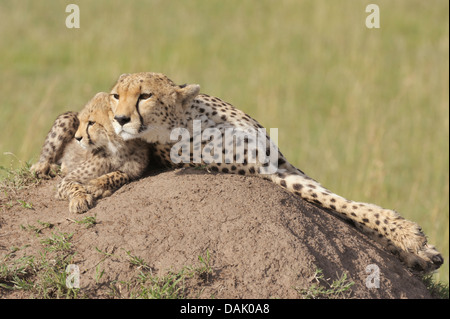 Le Guépard (Acinonyx jubatus), Femme avec cub, plusieurs semaines, allongé sur une termitière Banque D'Images