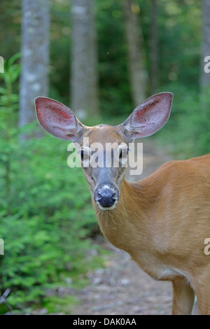 Head shot of a white-tailed deer Banque D'Images