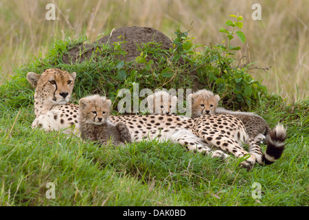 Le Guépard (Acinonyx jubatus), femelle avec oursons, plusieurs semaines Banque D'Images