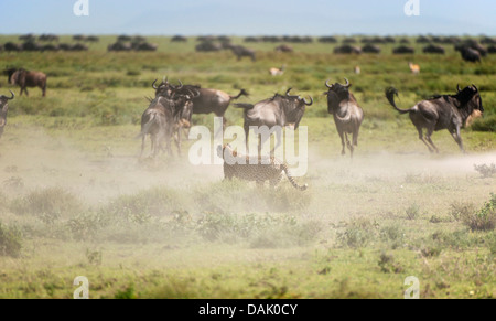 Le Guépard (Acinonyx jubatus) chasser le Gnou bleu (Connochaetes taurinus) Banque D'Images