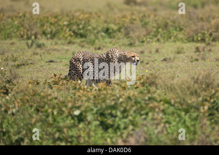 Le Guépard (Acinonyx jubatus) avec les muscles tendus, l'accent sur les proies Banque D'Images