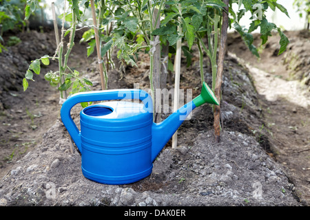 Arrosoir dans une serre de tomates Banque D'Images