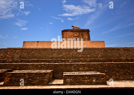 Ruines d'un temple à un site archéologique, Jain temple, Shravasti, Uttar Pradesh, Inde Banque D'Images