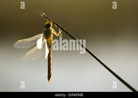 Libellule Anax imperator (empereur), assis à un halm, Belgique Banque D'Images
