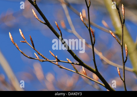 Le hêtre commun (Fagus sylvatica), branche avec les bourgeons des feuilles, de l'Allemagne, Rhénanie du Nord-Westphalie Banque D'Images